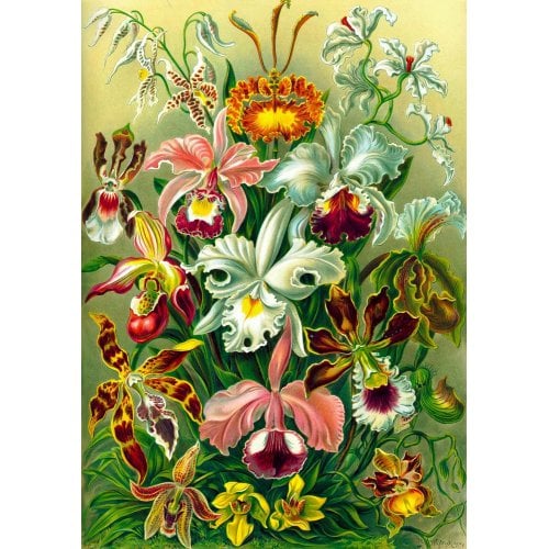 Купить Пазл GoodLoot Ernst Haeckel Orchid 1000 pcs (5908305247531) - цена в Харькове, Киеве, Днепре, Одессе
в интернет-магазине Telemart фото